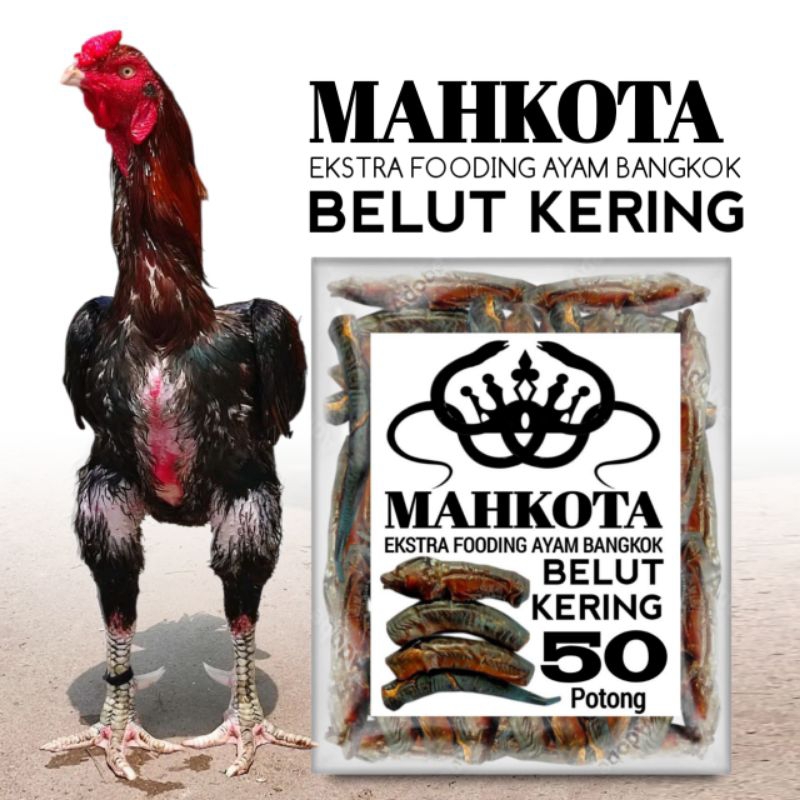 Belut kering ekstra fooding ayam aduan