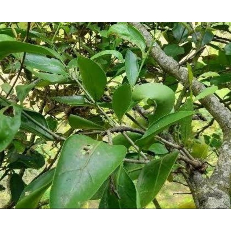 

Benalu teh segar 250 gram petik langsung-az