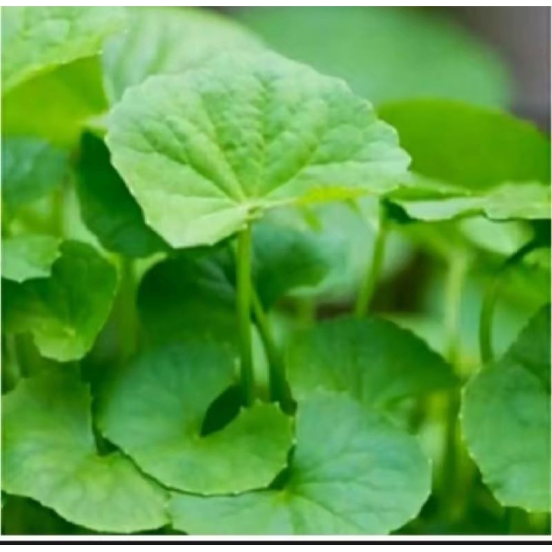 

Daun pegagan segar pul batang