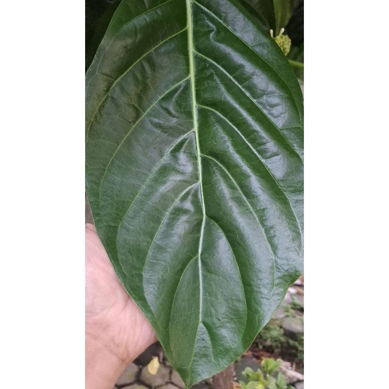

Daun Mengkudu / Buah Mengkudu Pace Fresh