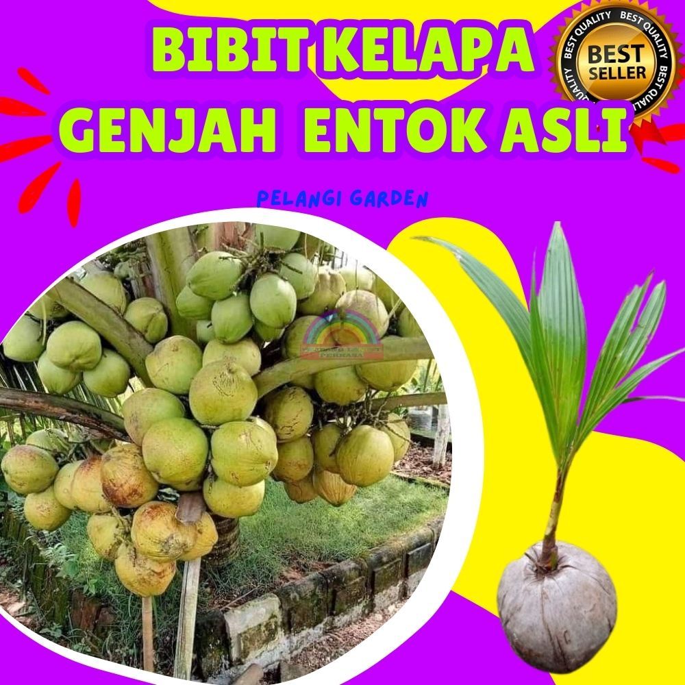 CEPAT BUAH..  Bibit Kelapa Entok Hijau, Bibit Kelapa Entok Asli