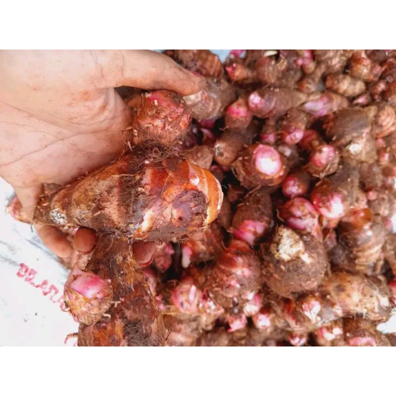 

talas tuban/umbitalas