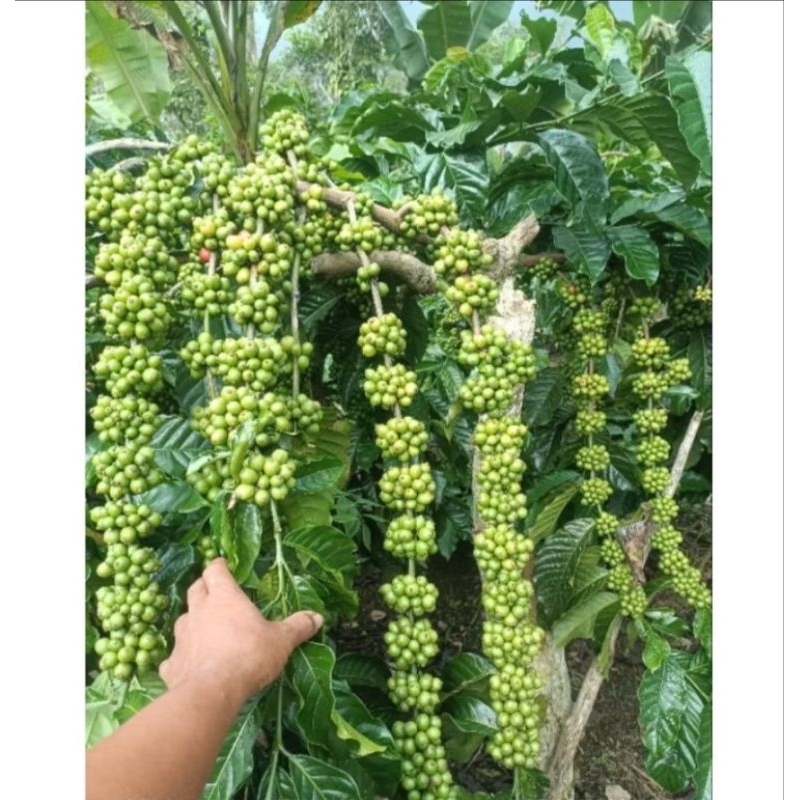 Entres kopi klon bagio harga per12 ranting