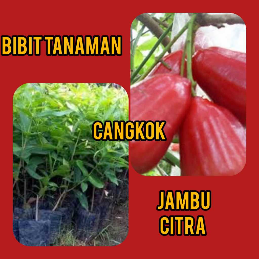 Bibit Jambu Citra Hasil Cangkok / Cangkok Jambu Citra