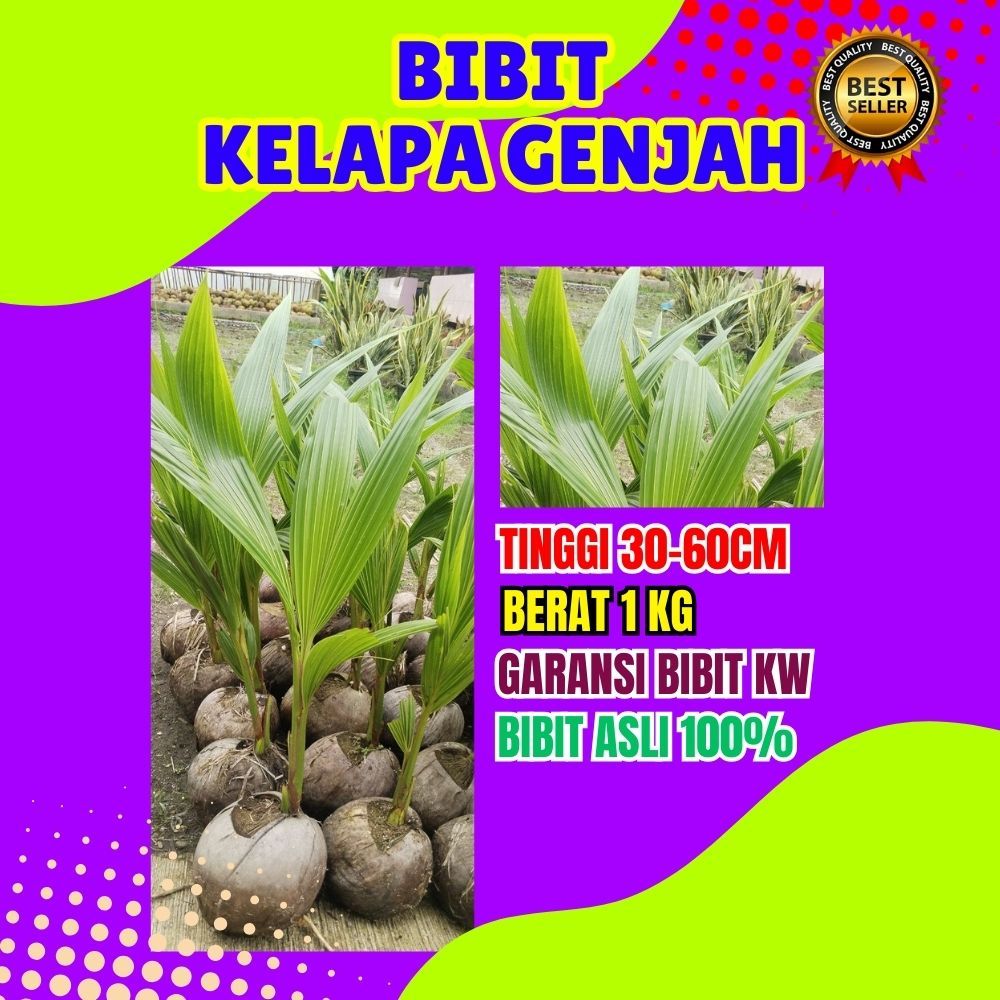 TERBAIK.. Bibit Kelapa Genjah Entok Kebumen, Bibit Kelapa Genjah Kopyor