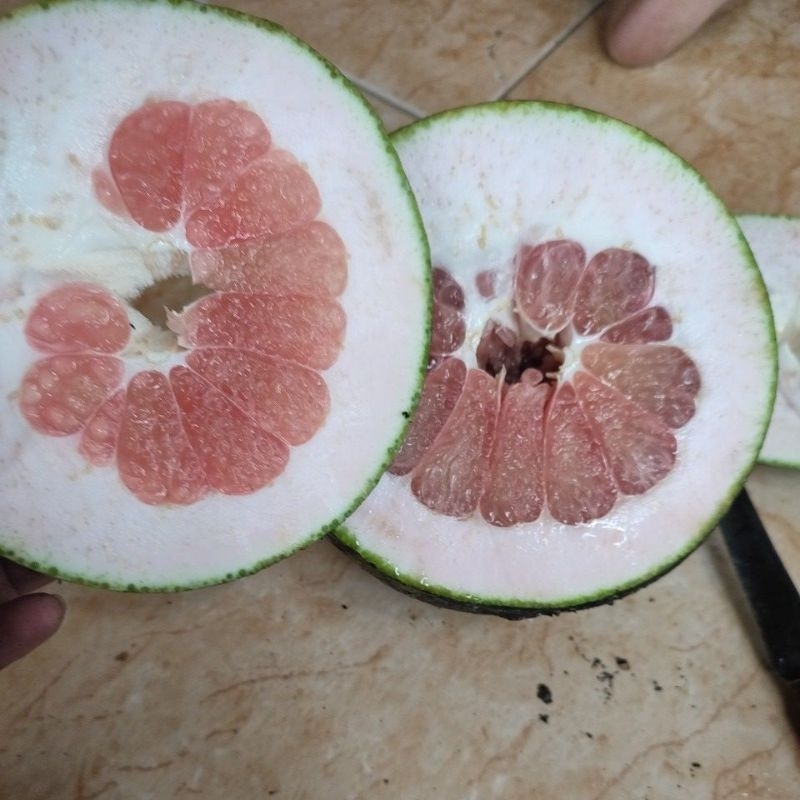 

Jeruk Pamelo Madu Asli Pati berat 900 gram