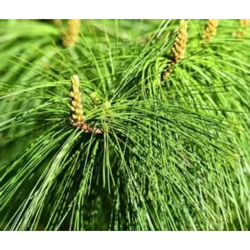 

Jual daun pinus segar per 1 kg