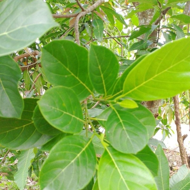 

Daun nangka segar