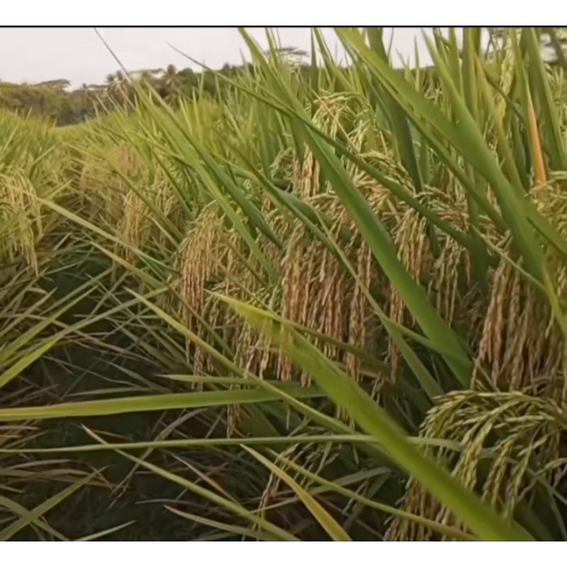 BENIH PADI SRIKANDI JUMBO KUALITAS UNGGUL