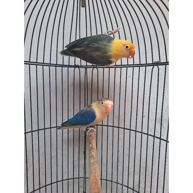 Lovebird Dewasa Sepasang AquaBlue2 Euwing Vio/Bio x Bio Pb Vio
