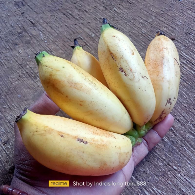 

Pisang Muli Original Segar Spesial (kemasan 1 Kg)