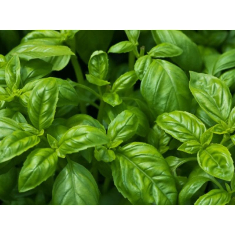 

daun basil/kemanggi basil/kemanggi besar