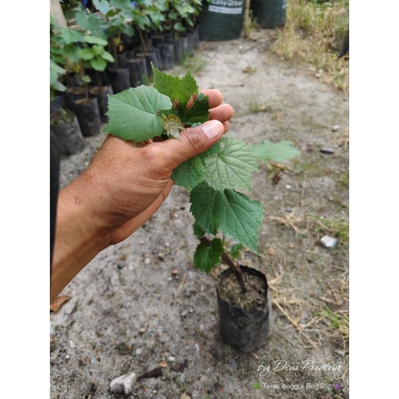 

Bibit Rootstock Anggur SO4