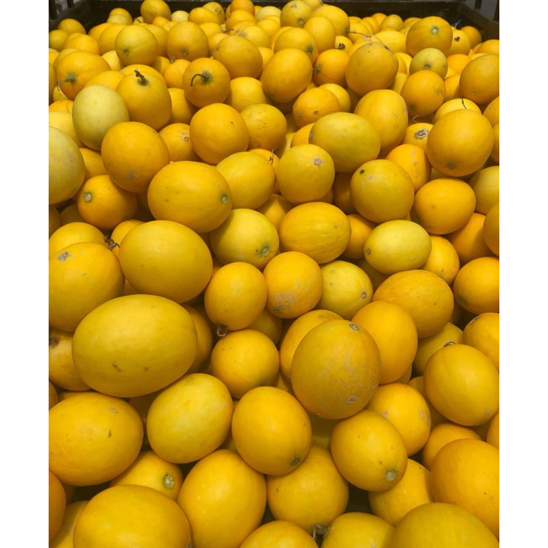 PROMO COD BENIH MELON GOLDEN SUPER PREMIUM