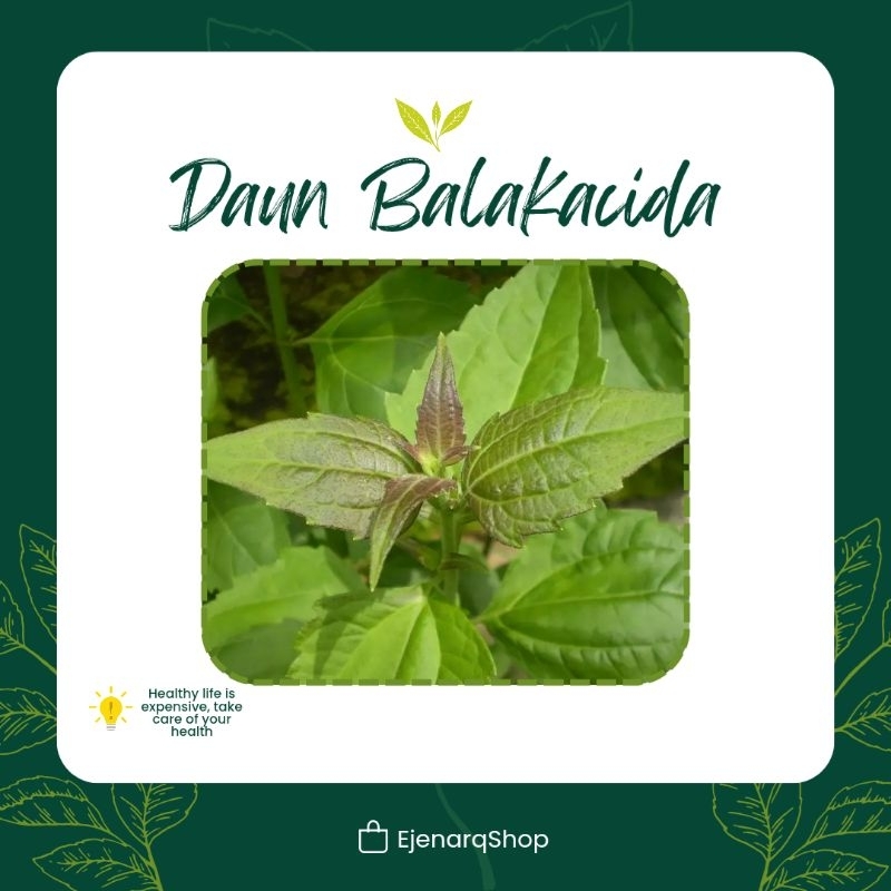 

Daun Balakacida 250gr