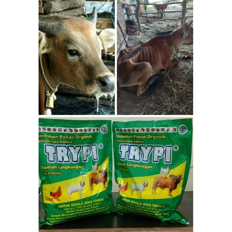 TRYPI makanan organik terbaik(MENGATASI PMK)