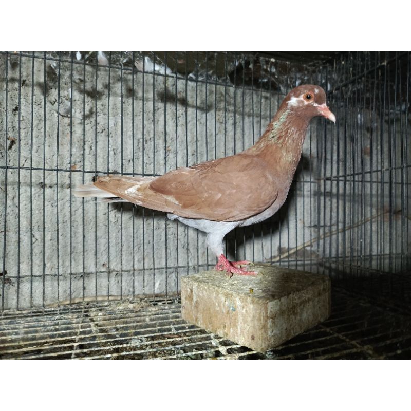 Betina merpati untuk  geber serba on dan siap jodoh.