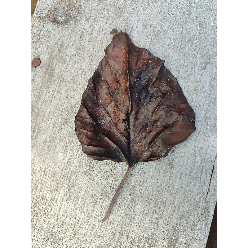 

daun jati putih kering. daun gamelia