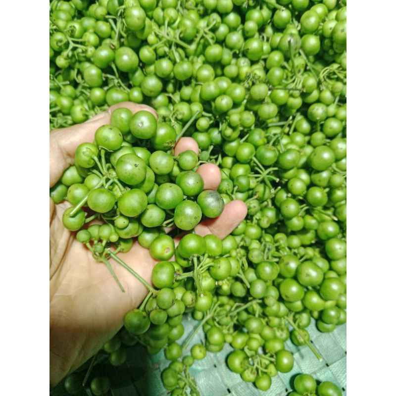 

Leunca Segar untuk Masakan dan lalab