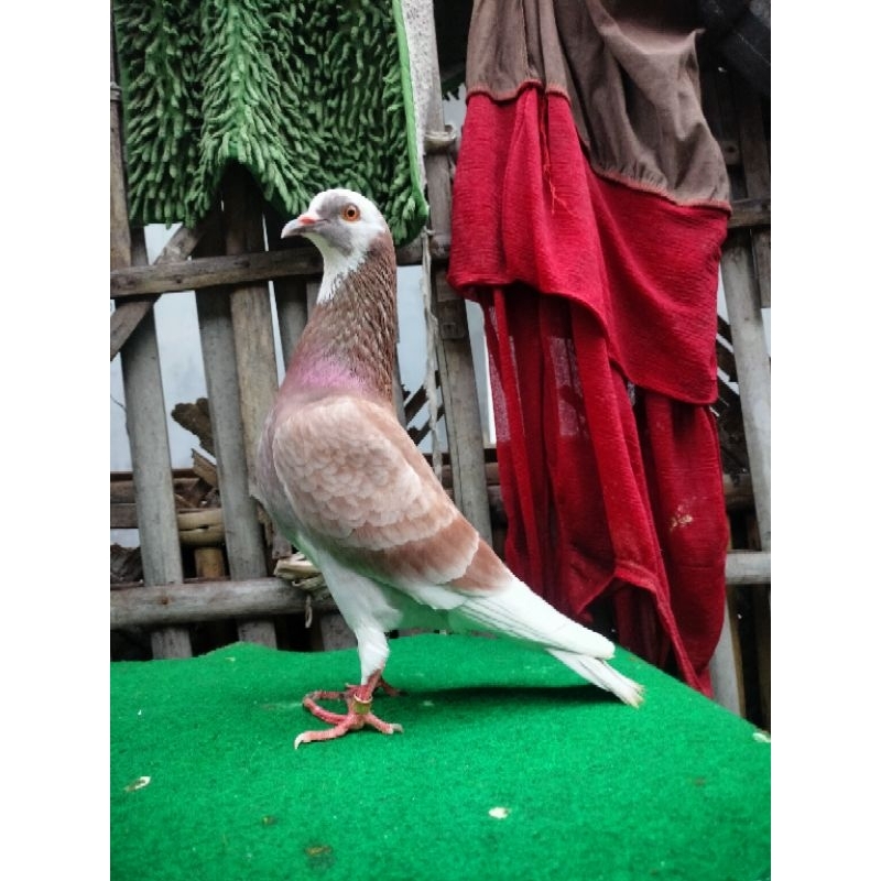 

Telur Fertil Merpati Kolong Over Cc