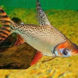 RED FEIFENG (RFF) AMERICAN FLAGTAIL SIZE
