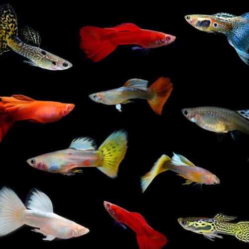 Ikan Hias Guppy Mix Warna Warni - Ikan Hias Gupi - Ikan Guppy Mix Warna