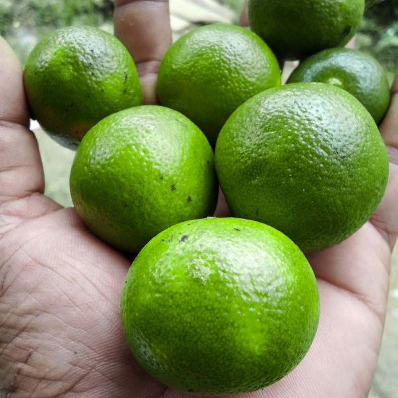 

2kg jeruk sonkit kasturi kunci