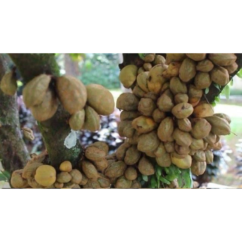 

buah nam nam / buah langka / buah kopi anjing