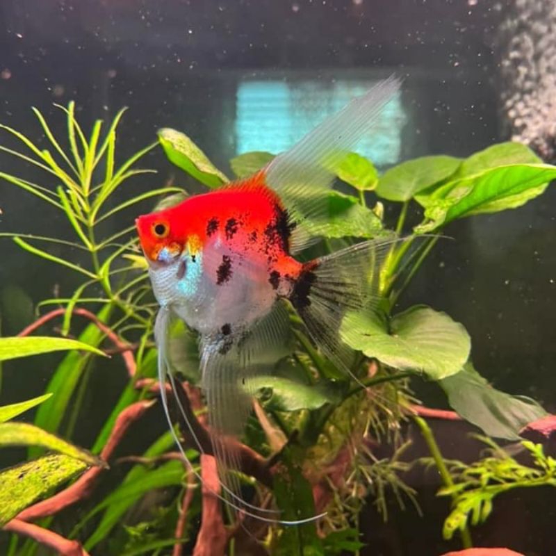 MANFISH RED KOI size
