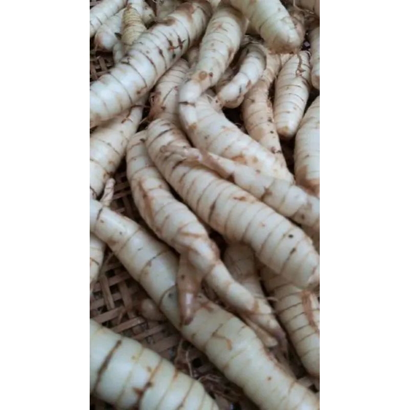 

UMBI GARUT/TARIGU OBAT HERBAL ASAM LAMBUNG 500gr
