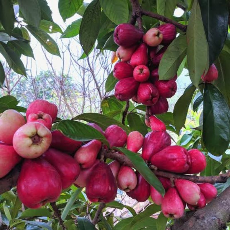 Tanaman Buah Jambu Bol Jamaika, Pohon Jambu Jamaika