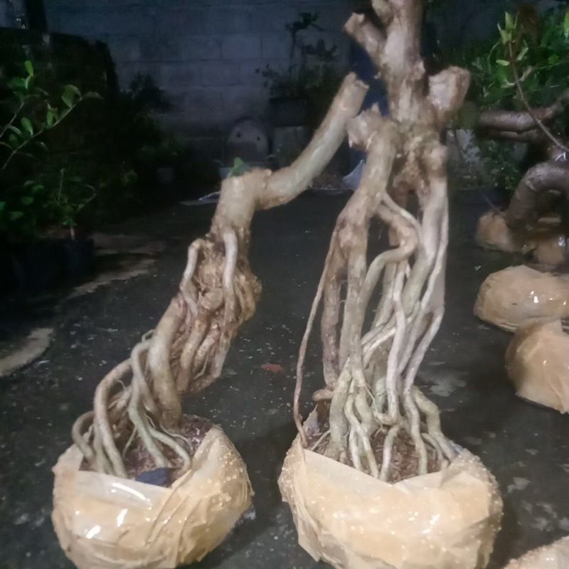 Bahan bonsai Sancang Niagari prospek.