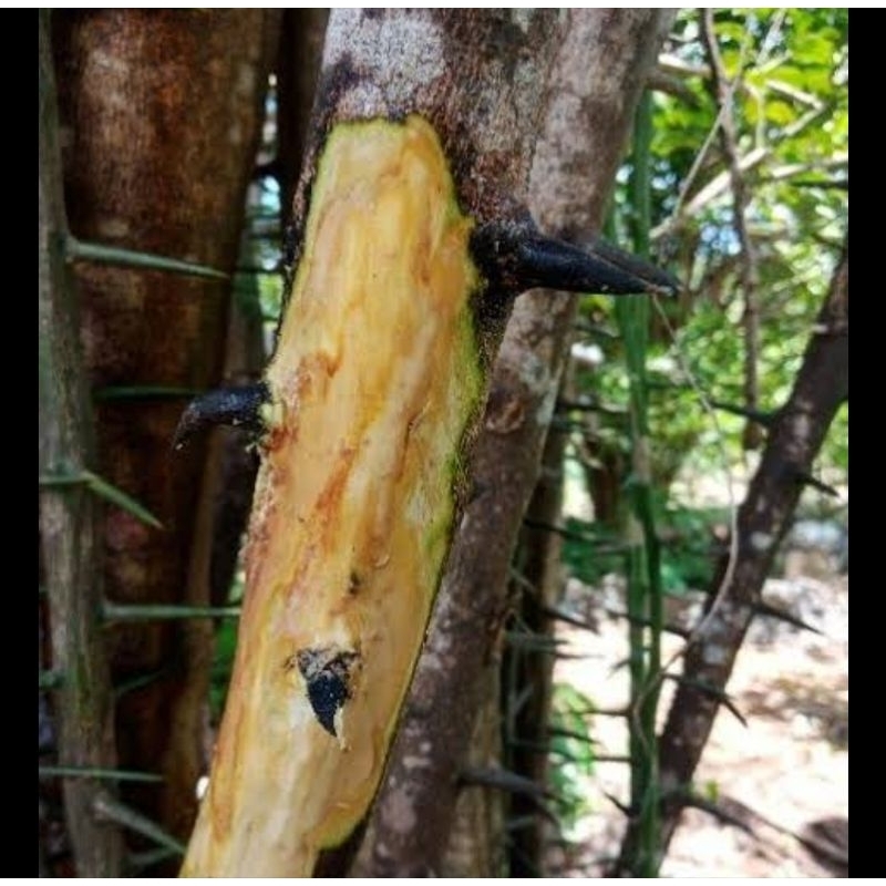 

Kulit pohon jeruk Bali segar 200 gram fresh-az