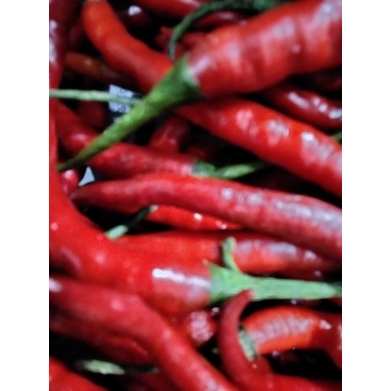 

Cabai Merah Kriting Pilihan 1 KG