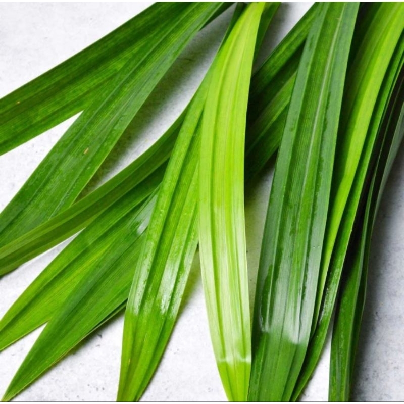 

Daun Pandan Wangi Fresh Hijau Pewarna Alami Makanan Organik Bebas Pestisida Segar Asli