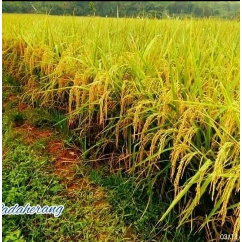 BENIH PADI PADAHERANG 5KG