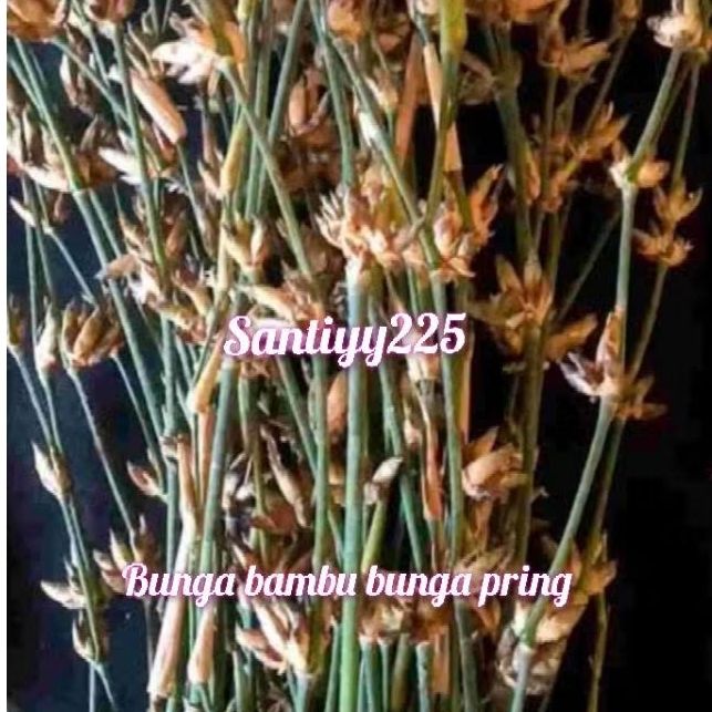 Bunga bambu mustika bambu kembang pring
