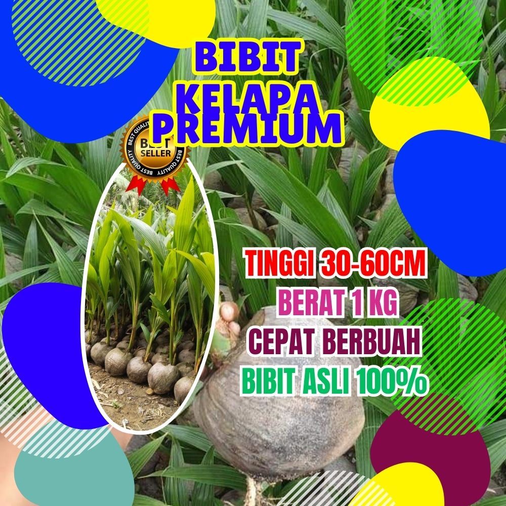 CEPAT PANEN.. Bibit Kelapa Kopyor Original, Bibit Kelapa Kopyor Hijau