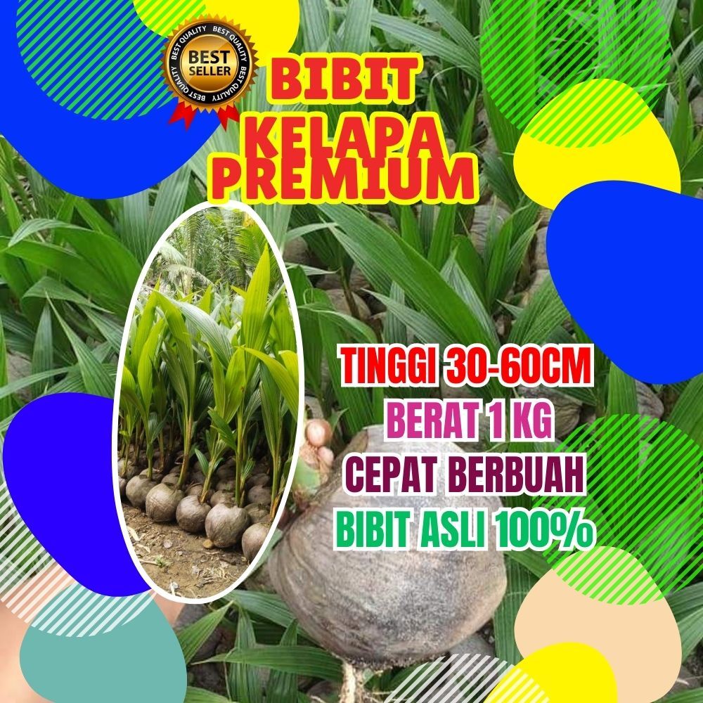 KUALITAS UNGGUL.. Bibit Kelapa Kopyor Besar, Bibit Kelapa Kopyor Genjah