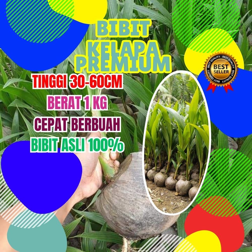 CEPAT BERBUAH.. Bibit Kelapa Kopyor Genjah, Bibit Kelapa Kopyor Genjah Pati