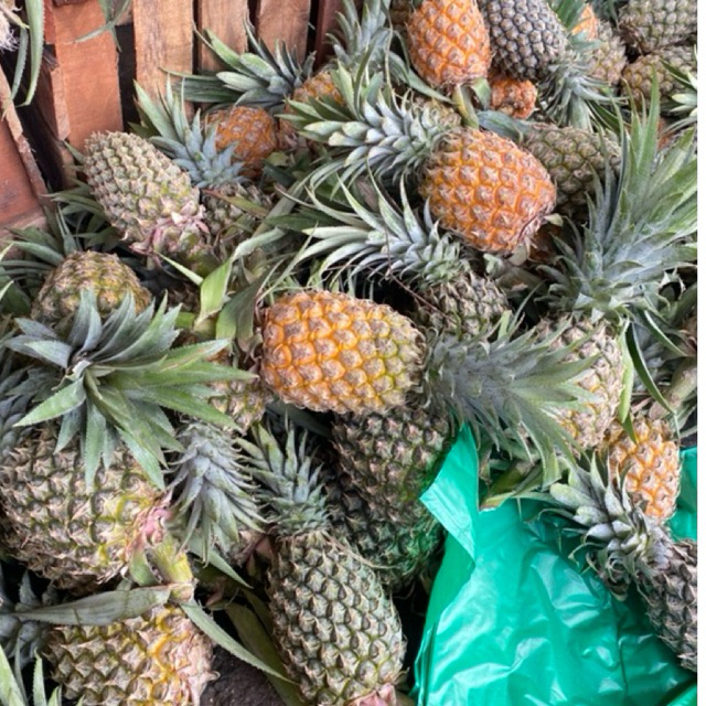 

Nanas muda