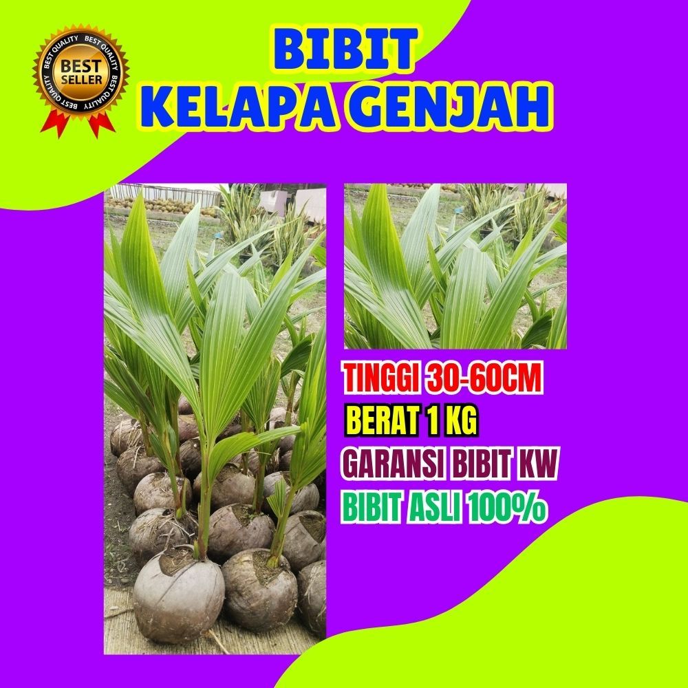 CEPAT BUAH..  Bibit Kelapa Kopyor Pati, Bibit Kelapa Kopyor Sumenep