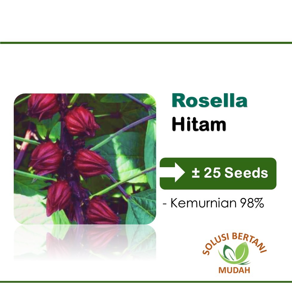 Biji Benih Bibit Tanaman  Bunga Teh Rosella Ungu