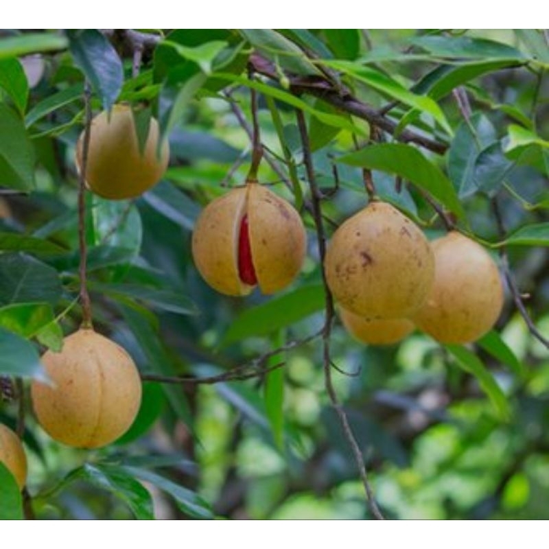 

buah pala tua segar baru petik/1kg siap kirim