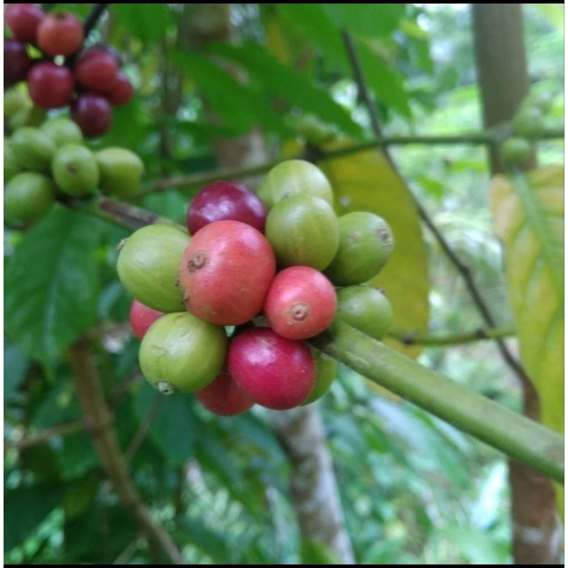 

Buah kopi utuh. buah kopi tua merah pakan hewan 1000 gram