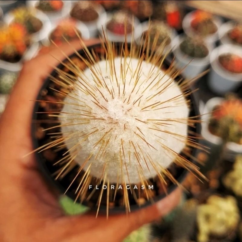 Espostoa lanata / Peruvian Oldman Cactus