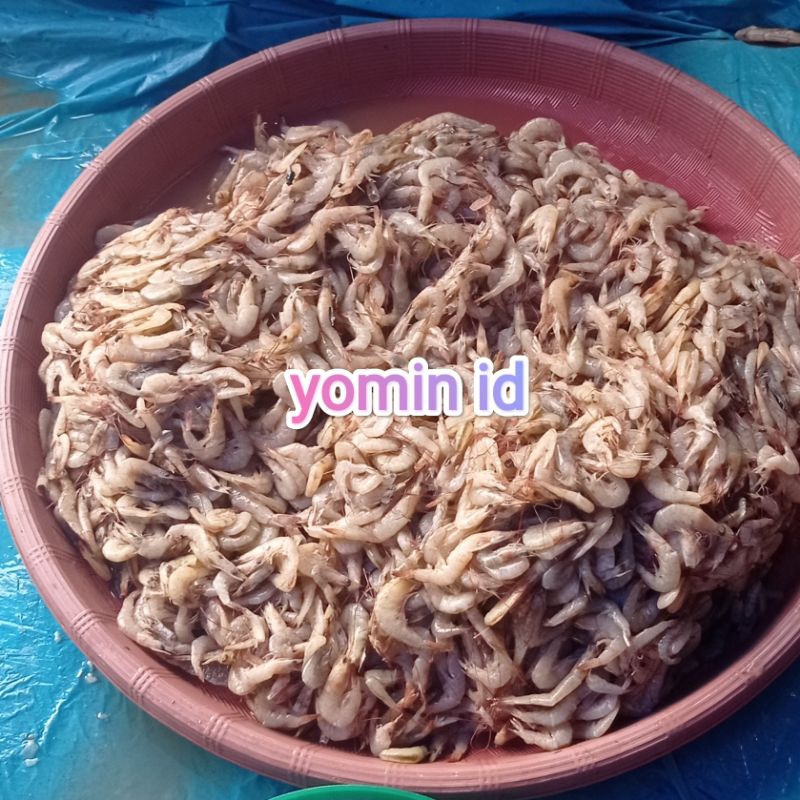 

Udang Kecil/ Halus Bukan Frozen/ Belum Kupas