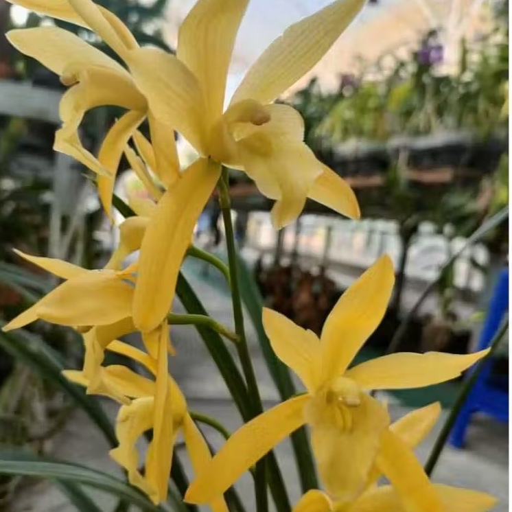 Golden boy (anggrek tanah)