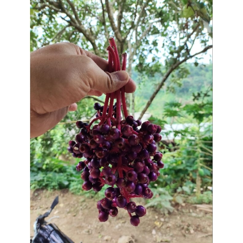 

parijoto asli dari gunung muria buat PROMIL berat 100g-1kg