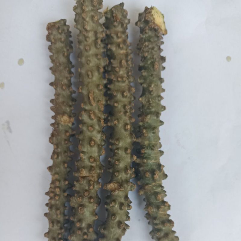 

Brotowali atau Patrawali segar herbal alami per 4 batang